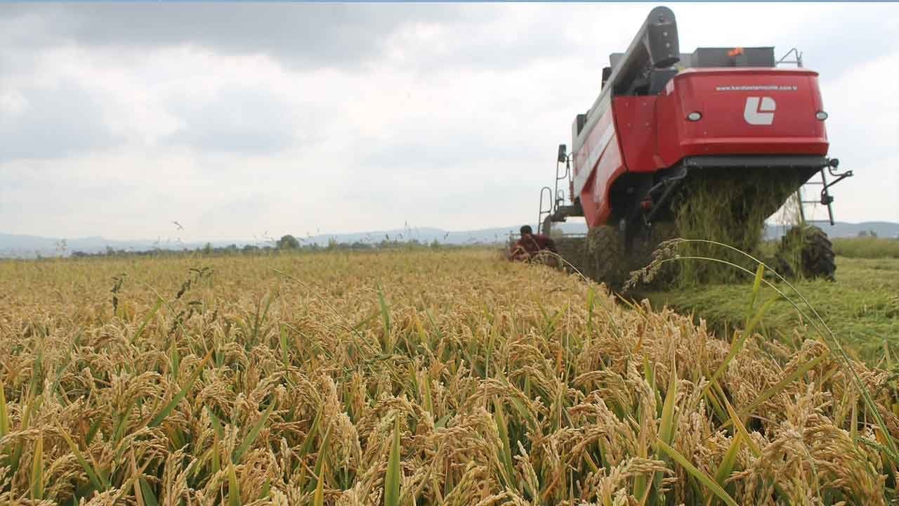 Türkiye'nin pirinç ambarında bereketli harvesting mesaisi başladı: Balıkesir Manyas'ta rekor çeltik verimi üreticinin yüzünü güldürdü!