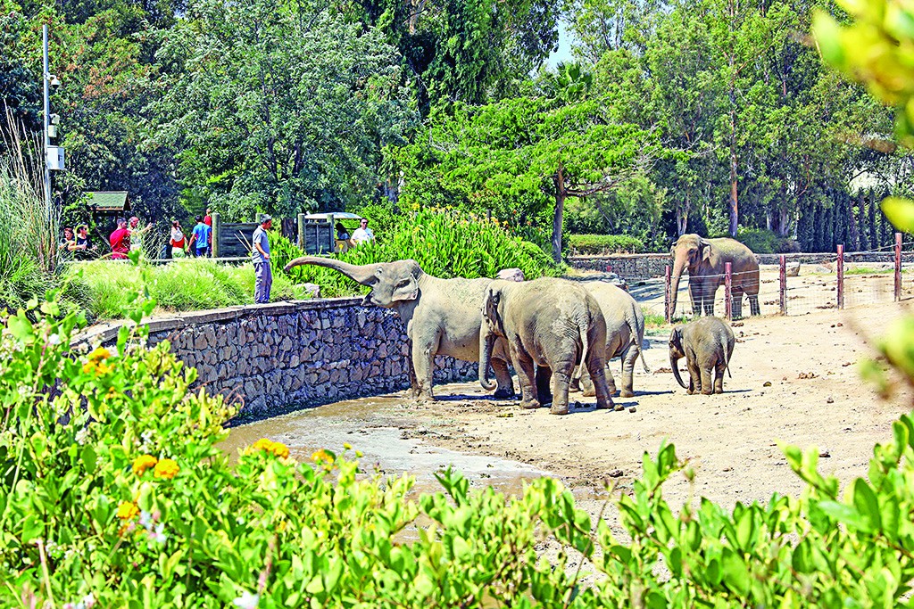 Türkiye’nin tek fil ailesine İzmir’de özenle bakılıyor