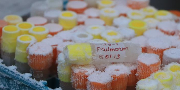 Türkiye'nin tek mantar koleksiyonu: Böylesi daha önce hiç görülmedi, yok! Fungusları saklıyoruz!