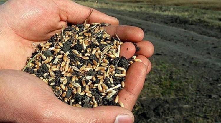 Türkiye'nin tohum üretimi bir milyon tonu geçti