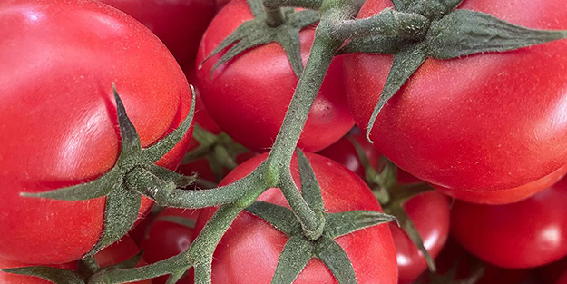 Türkiye'nin tonlarca domatesi çöp olabilir! Ölücüler ortaya çıktı