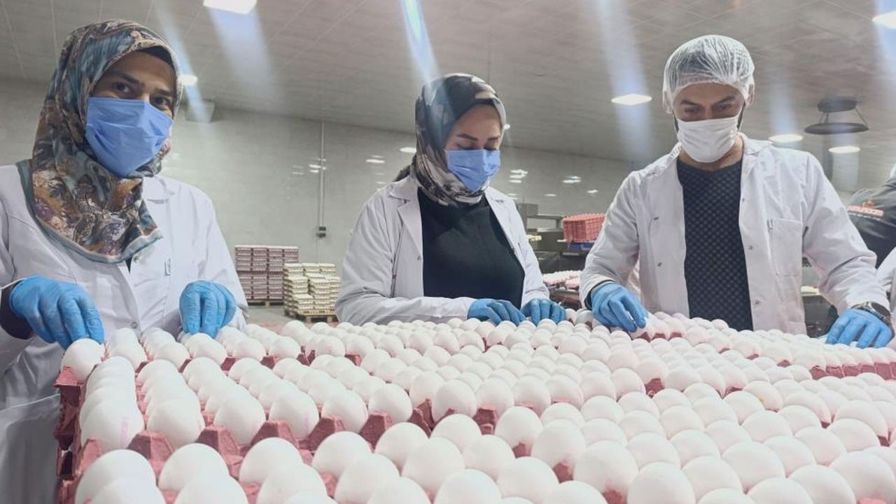 Türkiye'nin yumurta üretiminin yüzde 25'ini onlar yapıyor... Gözleri Tahıl Koridoru'nda