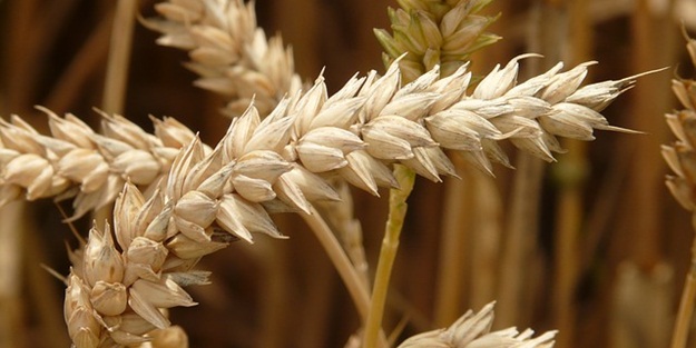 Rusya o ürünleri yasaklamadı!