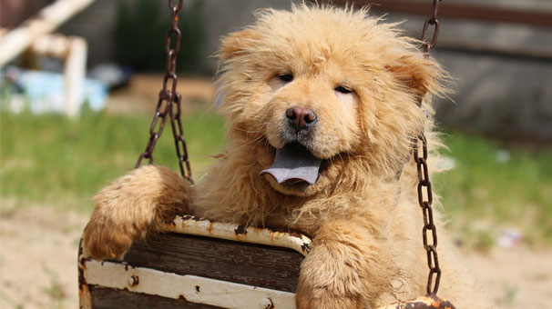 Türkiye'ye kaçak yollarla getirilen köpekler ihaleyle satılacak