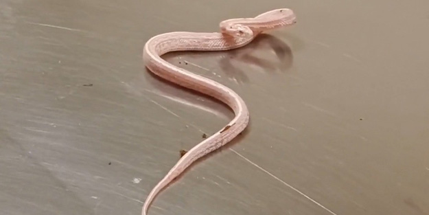 Türkiye'ye kaçak yollarla getirilen Mısır yılanı korumaya alındı