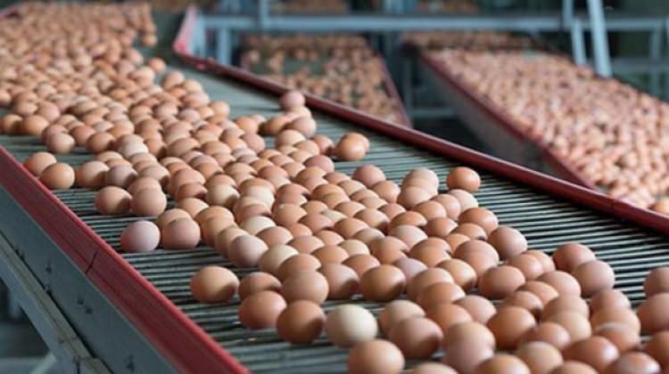 Türkiye’ye zehirli yumurta iftirası!