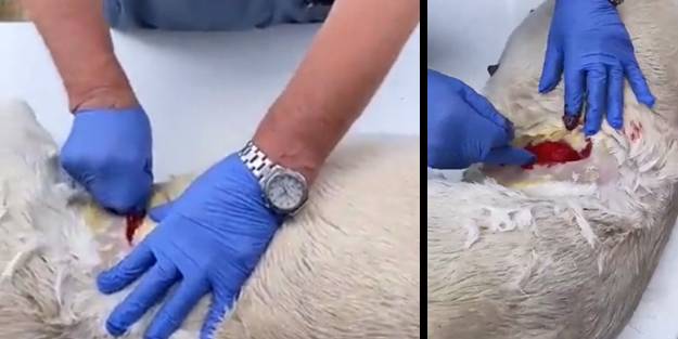 Türkiye'yi ayağa kaldıran görüntü! Veteriner köpeği anestezisiz kısırlaştırdı