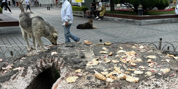 Türkiye'yi dünyaya rezil ettiler! Sultanahmet'te sözde 'hayvanseverler'den skandal görüntüler!