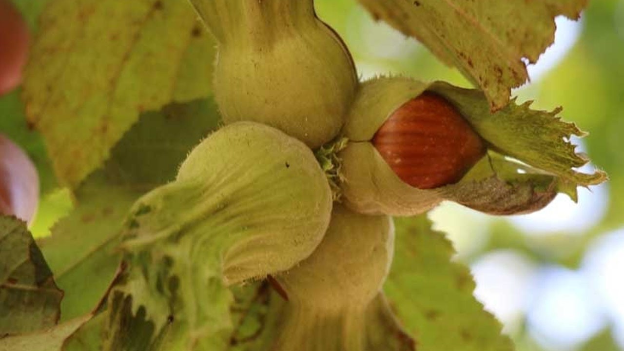 Türkiye'yi sevindiren haberi italya verdi: Kansere şifa yemiş üretiminde dünyada ilk sıradayız