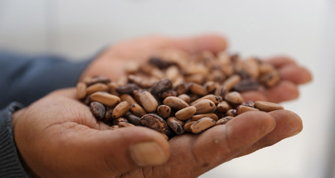 TÜRKTOB: Hibrit ve GDO birbirine karıştırılıyor