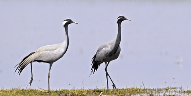 Türkülerde kaldı sanılıyordu, ortaya çıktılar