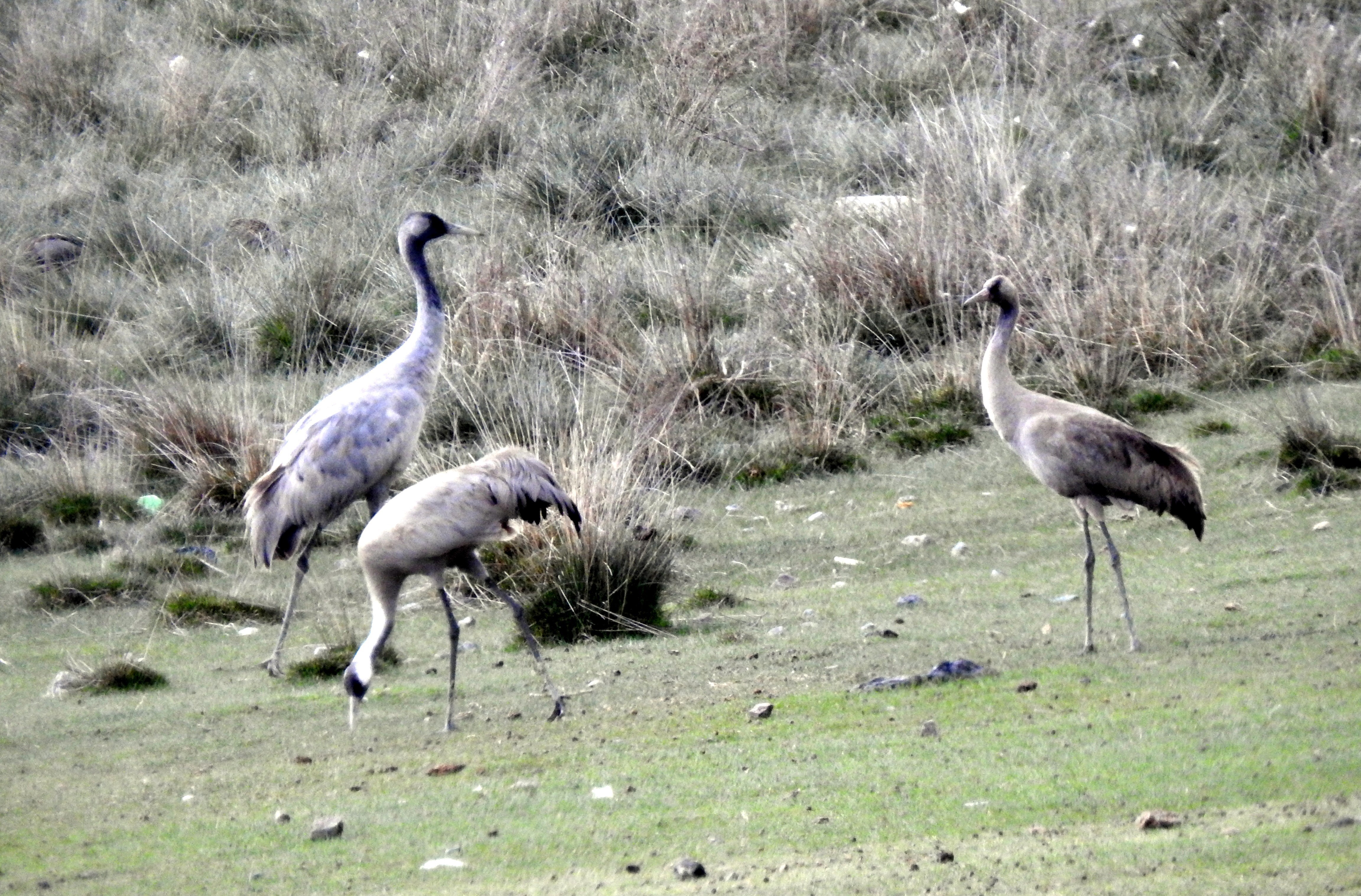 Türkülere konu olan telli turnalar Erzincan’da görüntülendi
