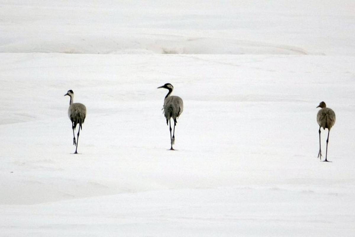 Turnalar 30 yıl aradan sonra Yüksekova'ya yeniden geldi