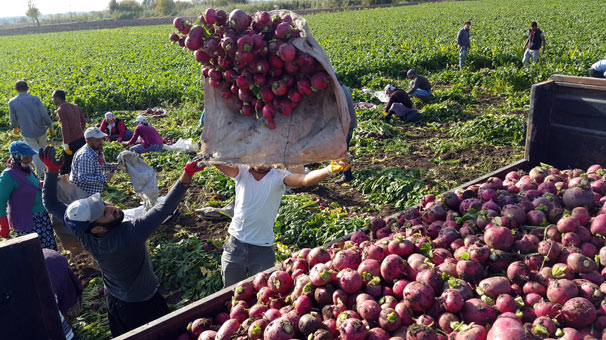 Turp diyarında hasat sevinci