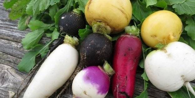 Turpun faydaları nelerdir? Turp zayıflatır mı?