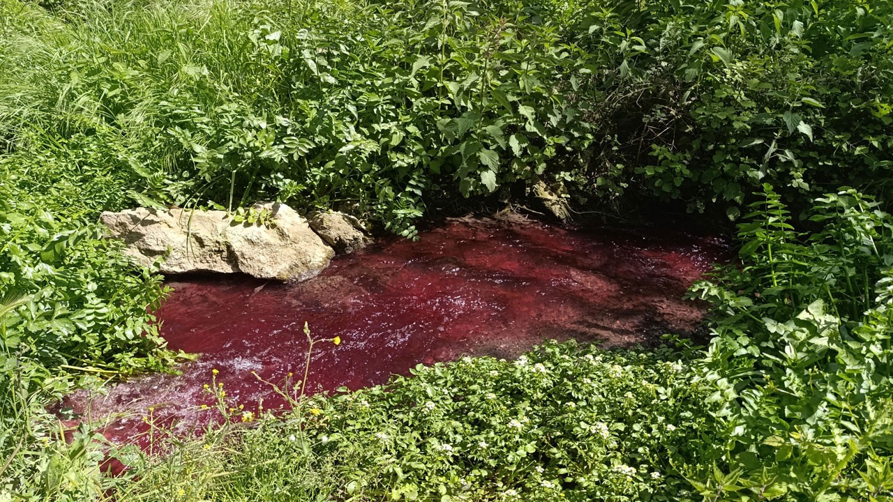 Turşu suyu faciası! Dere adeta 'Kan ağlıyor'