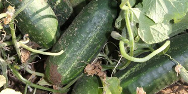 Turşuluk salatalık üreticilerinin yüzü gülüyor