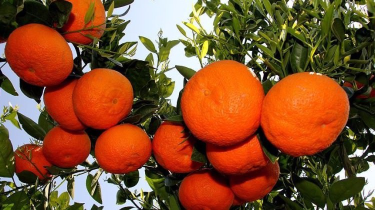 Turunçgilde erken hasat uyarısı