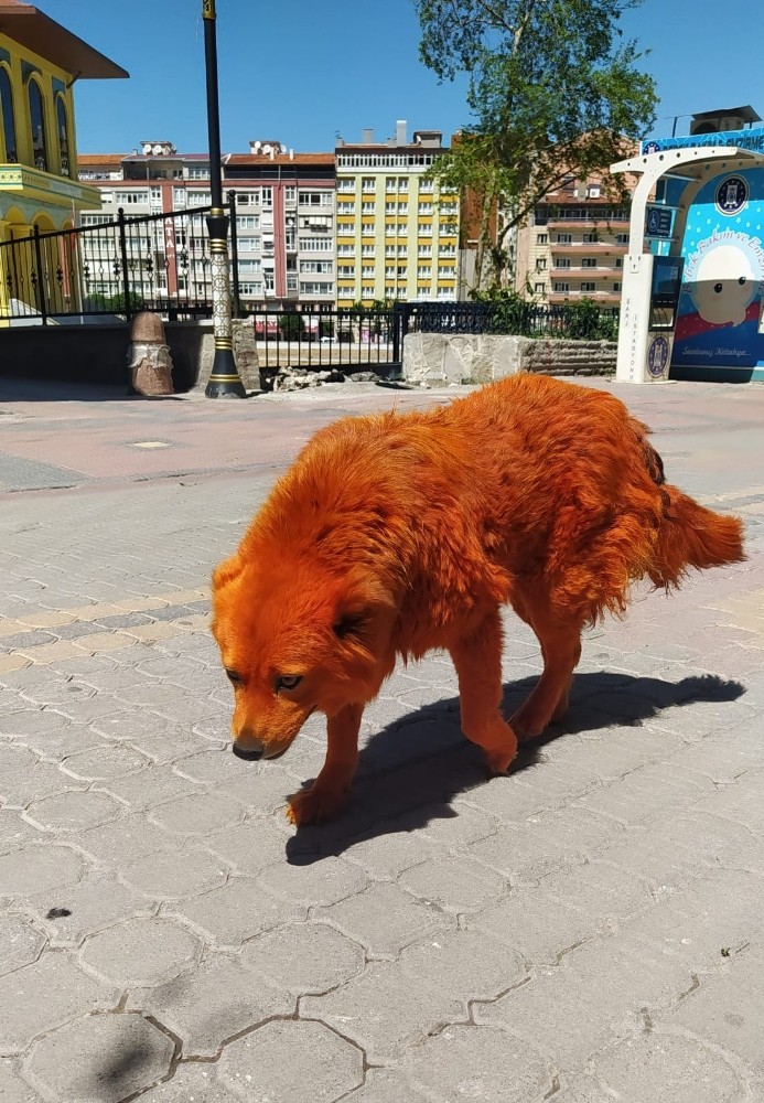 Turuncu renkli köpek görenleri şaşırttı 