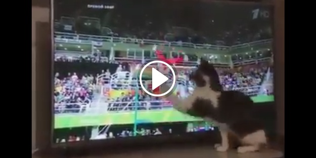 'Tutmasam düşüyordun' diyen kedi