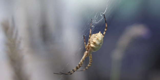 Tuttuğunu öldürüyor! Afrika'dan geldi o şehrimize yerleşti!