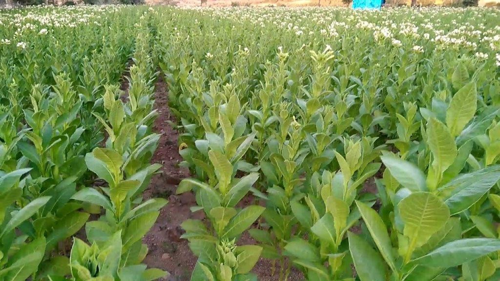 Tütün sektörü 900 milyon dolar ihracat hedefliyor