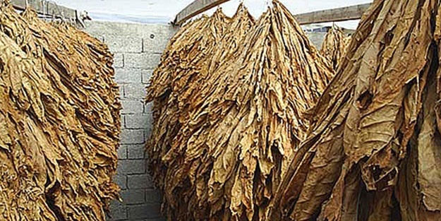 Tütünden 2 milyar dolar gelir elde edilebilir