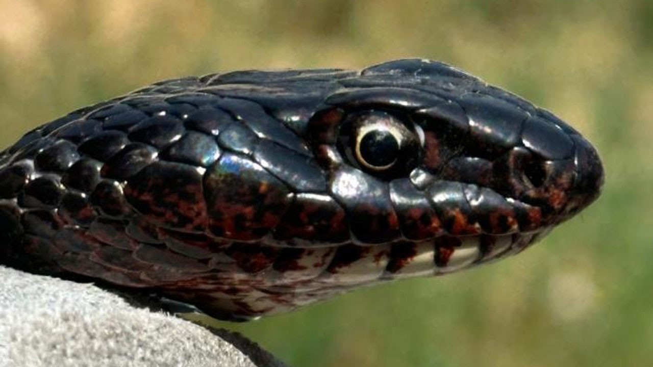 Tuvalete giren karayılanı elleriyle yakaladı