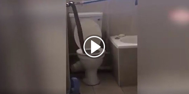 Tuvaletten 8 metrelik yılan çıktı!