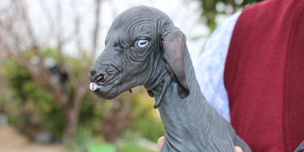 Tüysüz doğan oğlağa özenle bakılıyor