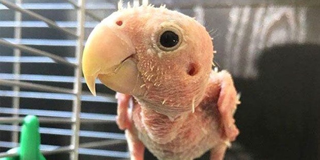 Tüysüz muhabbet kuşu fenomen oldu