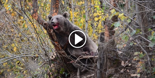 Tuzağa düşen ayı böyle kurtarıldı