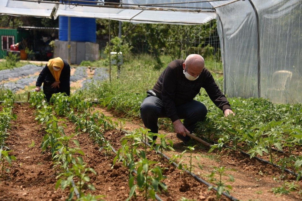 Tuzla’da 65 yaş üstü vatandaşlar bahçede çapa yaptı, ürün topladı 