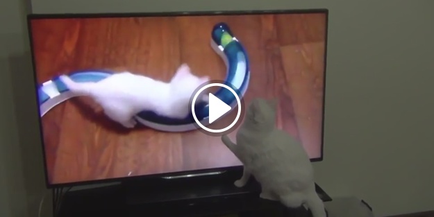 TV ekranında kendi bebekliğini seyreden kedi!