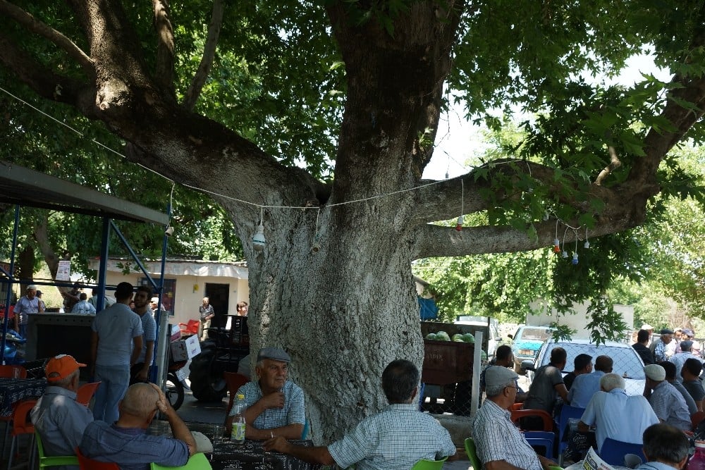 Üç asırlık çınar ağacının gölgesinde serinliyorlar 