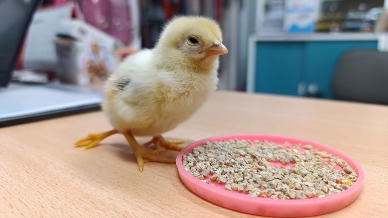 Üç ayaklı civciv görenleri şaşkına çevirdi