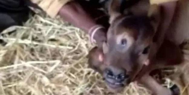 Üç gözlü ve dört burun delikli bir buzağı doğdu