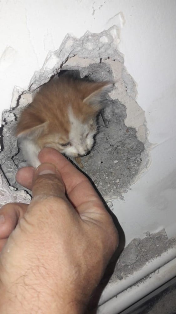 Üç gün boyunca dairenin duvarına sıkışan kedi kurtarıldı 