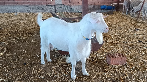 Üç kişinin yaptığı işi tek başına yapıyor! Siz daha önce böyle keçi gördünüz mü?