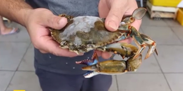 Üç kıskaçlı yengeç görenleri şaşırttı - VIDEO