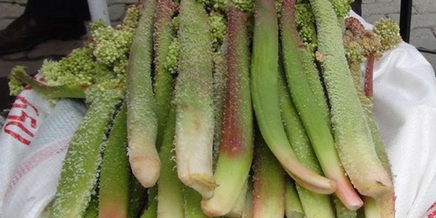 Uçkun (Işkın Otu) nedir ve faydaları nelerdir?