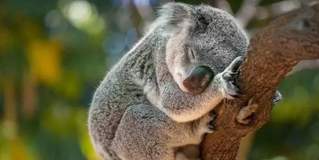 Üçte biri yok oldu