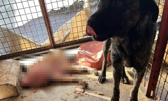 Ucu CHP’ye dokununca köpekperestler suspus! Ankara Valiliği harekete geçti