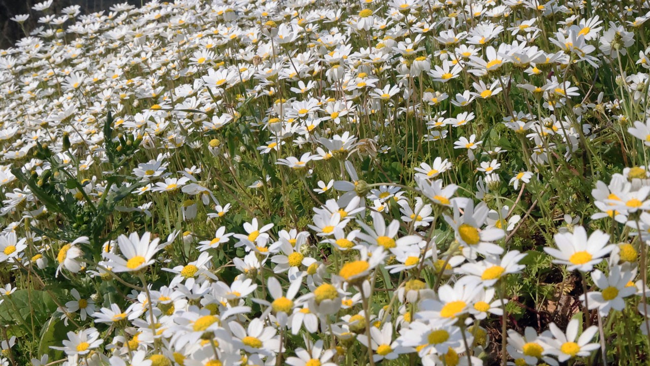 Üçüncü cemre toprağa düştü!