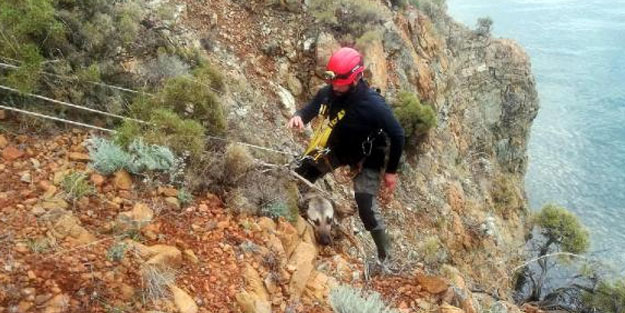 Uçurumda mahsur kalan köpeği AKUT kurtardı