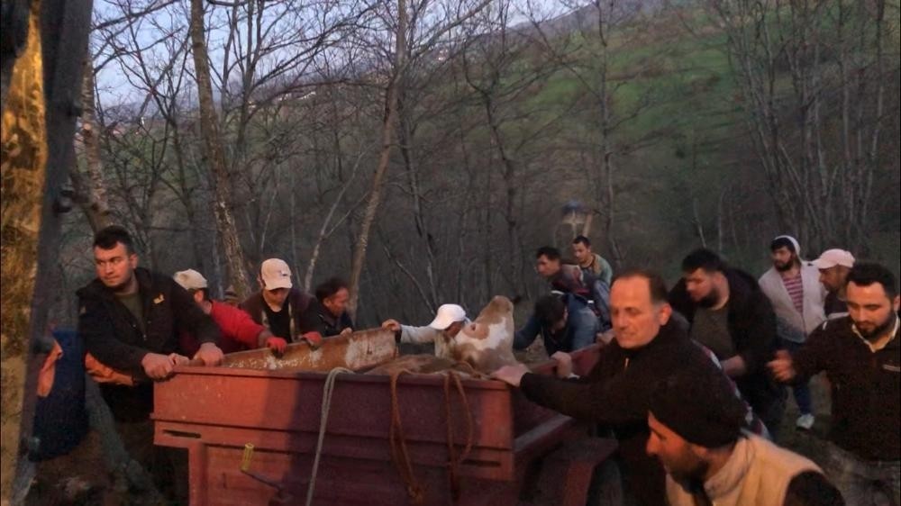 Uçurumdan yuvarlanan inek itfaiye tarafından kurtarıldı 
