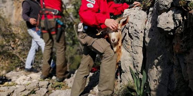 Uçurumun kenarında mahsur kalan keçi kurtarıldı
