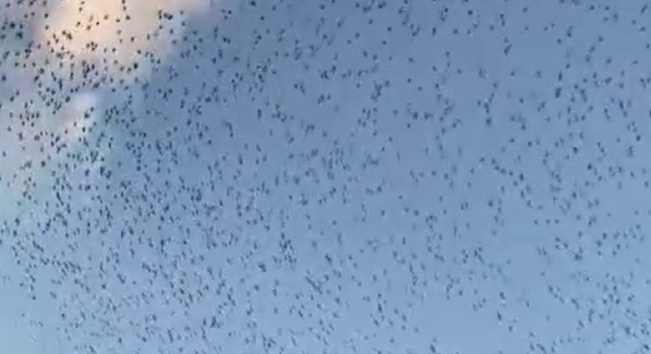 Uçuş trafiğine sığırcık engeli!