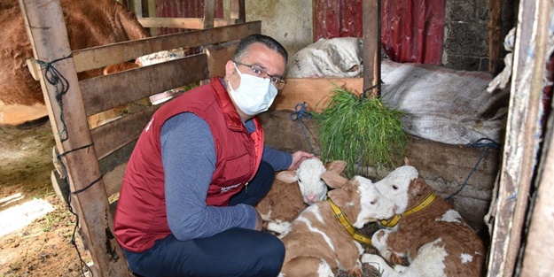 Üçüz doğuran ineğin sahibine altın hediye edildi