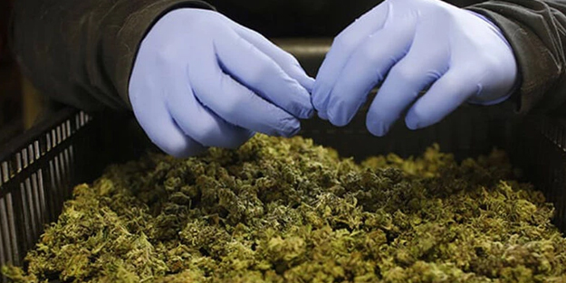 Ukrayna duyurdu: Rusya savaşı için esrar yasallaştı!